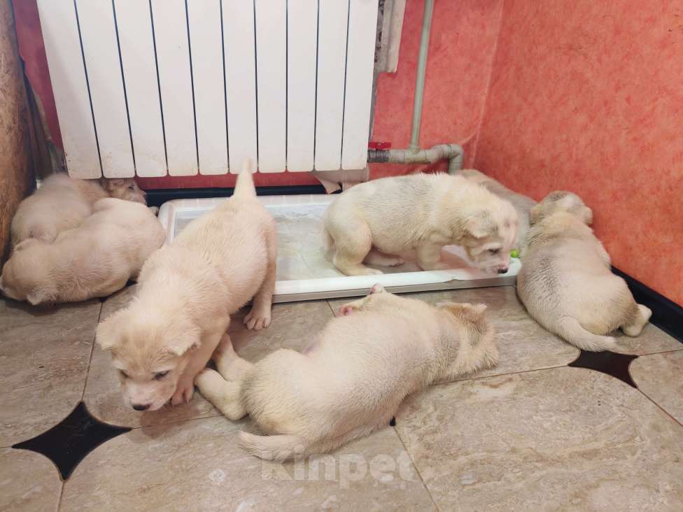 Собаки в Краснодаре: Привитые с документами щенки среднеазитской овчарки. От родителей чемпионов Разнополые, Бесплатно - фото 9