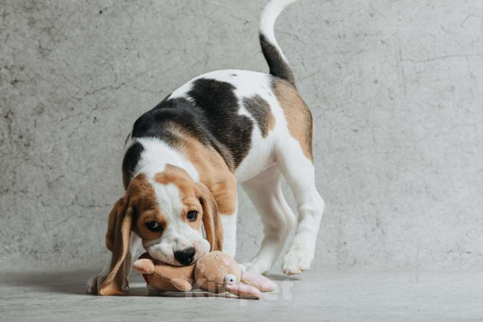 Собаки в Санкт-Петербурге: Высокопородные щенки Бигля  Девочка, 60 000 руб. - фото 3