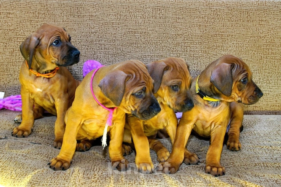 Собаки в Кумертау: Родезийский риджбек.щенки Девочка, Бесплатно - фото 4