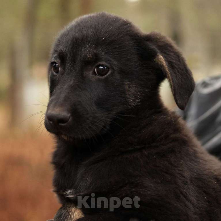 Собаки в Москве: Черный щенок девочка в добрые руки 🆘️ Малышка живет в вольере Девочка, Бесплатно - фото 2