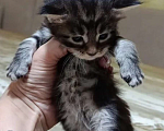 Кошки в Пролетарске: Бронь котят Мейн-Кунят  Мальчик, Бесплатно - фото 7