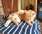 Кошки в Ногинске: Рыжий котенок Девочка, Бесплатно - фото 1