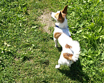 Собаки в Электростали: Вязка, Бесплатно - фото 2
