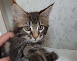Кошки в Западном Двине: Мальчик породы Мейн кун Мальчик, 20 000 руб. - фото 10