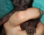 Кошки в Болхове: Котята донские, 10 000 руб. - фото 6