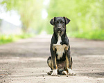 Собаки в Москве: 3 красивых щенка: метисы лабрадора и овчарки Мальчик, Бесплатно - фото 9
