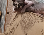 Кошки в Ефремове: Продаю сфинксоф Мальчик, 7 000 руб. - фото 2