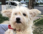 Собаки в Москве: Пушистая красавица с большими ушами Умка ищет дом Девочка, Бесплатно - фото 1
