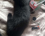 Кошки в Гагарине: Отдам чëрного котëнка Мальчик, Бесплатно - фото 4