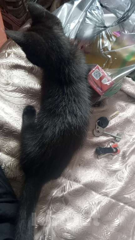 Кошки в Гагарине: Отдам чëрного котëнка Мальчик, Бесплатно - фото 4