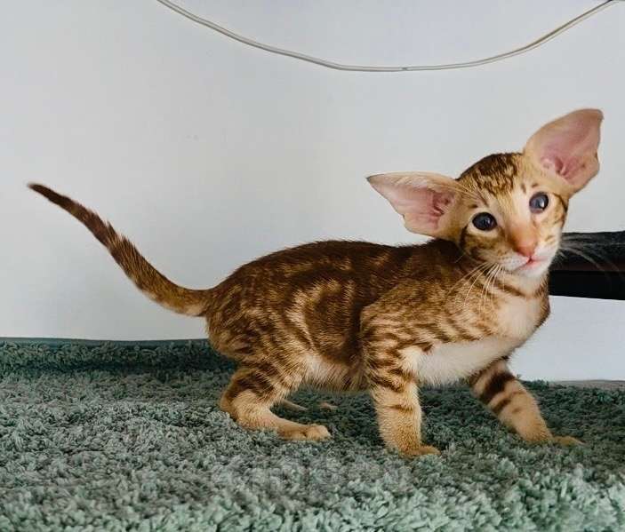 Кошки в Перми: ориентальный котенок Мальчик, 120 000 руб. - фото 3