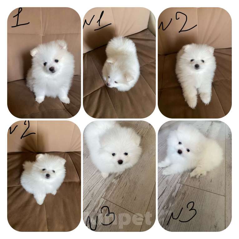 Собаки в Ногинске: Померанский шпиц девочки Девочка, 30 000 руб. - фото 5