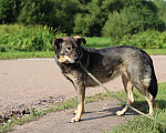 Собаки в Санкт-Петербурге: Молодая собака, приученная к неспешным прогулкам Девочка, Бесплатно - фото 5