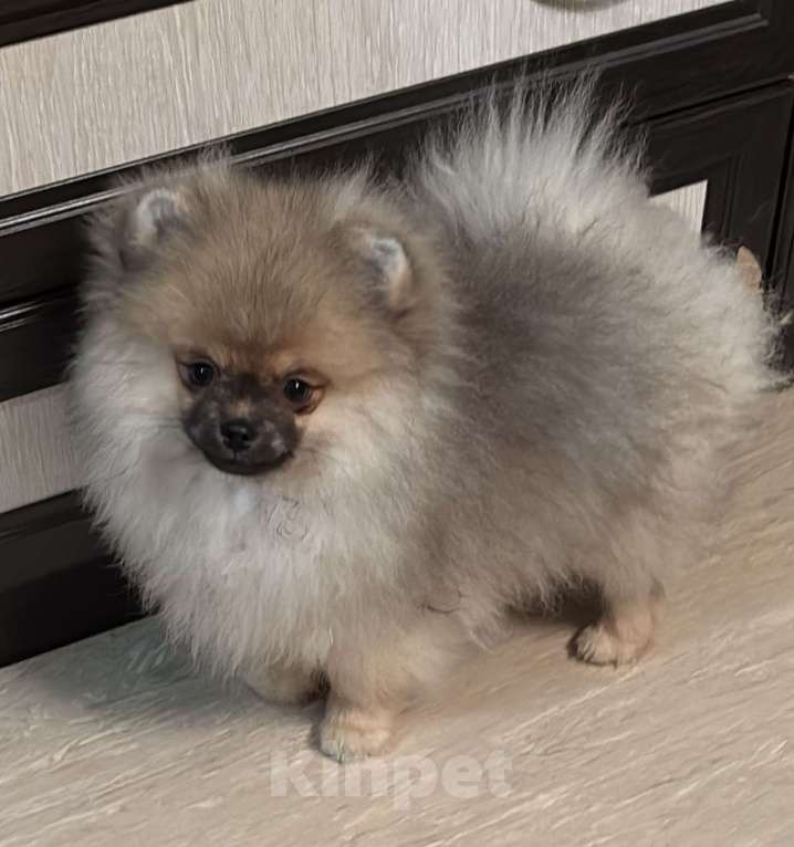 Собаки в Петергофе: Сладкий мальчонка Мальчик, 45 000 руб. - фото 4