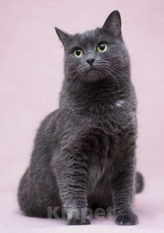 Кошки в Москве: Кошка Марсельеза, не родись красивой …  Девочка, Бесплатно - фото 4