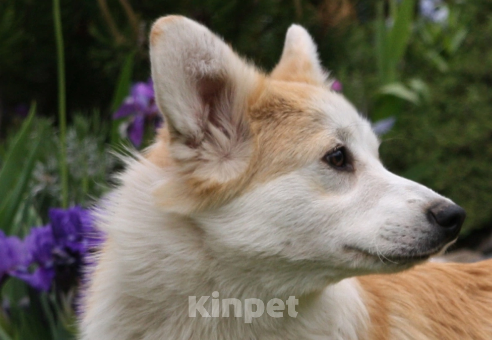 Собаки в Самаре: Кобель корги Мальчик, 100 000 руб. - фото 3