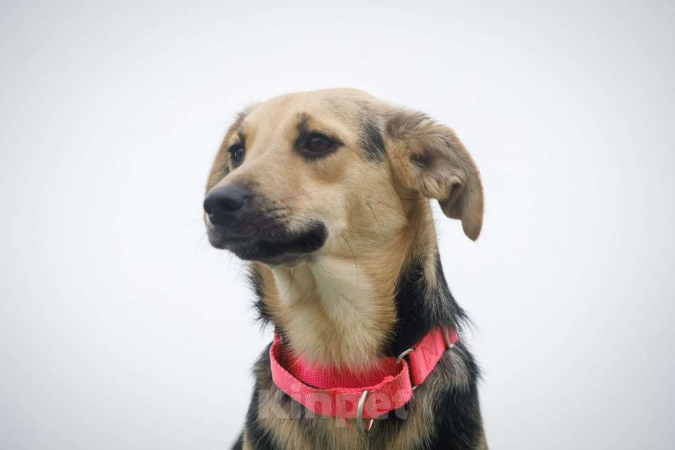 Собаки в Москве: Небольшая забавная собачка Глори в дар Девочка, 1 руб. - фото 5