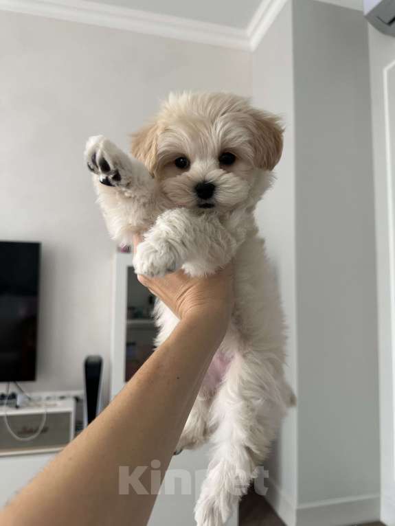 Собаки в Челябинске: Мальтипу f1 девочка Девочка, 100 000 руб. - фото 3