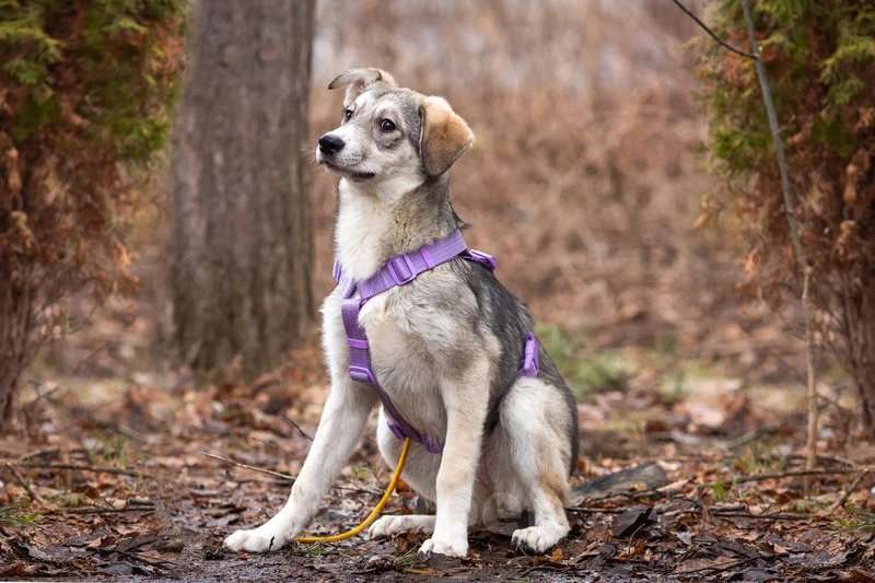 Собаки в Москве: Ласковая малышка Рэя ищет семью.  Девочка, Бесплатно - фото 6