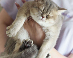 Кошки в Владивостоке: Британский котенок. Голубая золотистая девочка Девочка, 50 000 руб. - фото 1