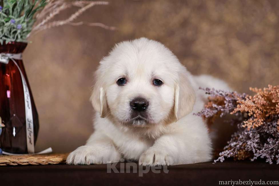 Собаки в Москве: Золотистого ретривера щенки Мальчик, 85 000 руб. - фото 2