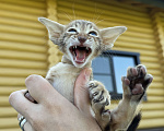 Кошки в Раменском: Тигренок Мальчик, 40 000 руб. - фото 1