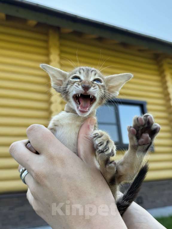 Кошки в Раменском: Тигренок Мальчик, 40 000 руб. - фото 1