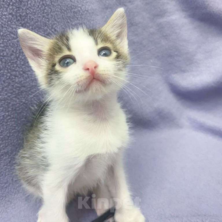 Кошки в Москве: Маленький котенок Зефир мечтает о доме  Мальчик, Бесплатно - фото 4