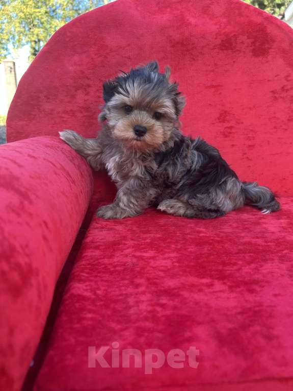 Собаки в других городах Московской области: Коричневый Мальчик, 35 000 руб. - фото 5