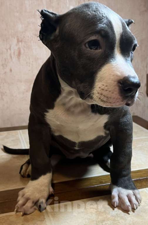 Собаки в Мурманске: Американский булли Девочка, 150 000 руб. - фото 2