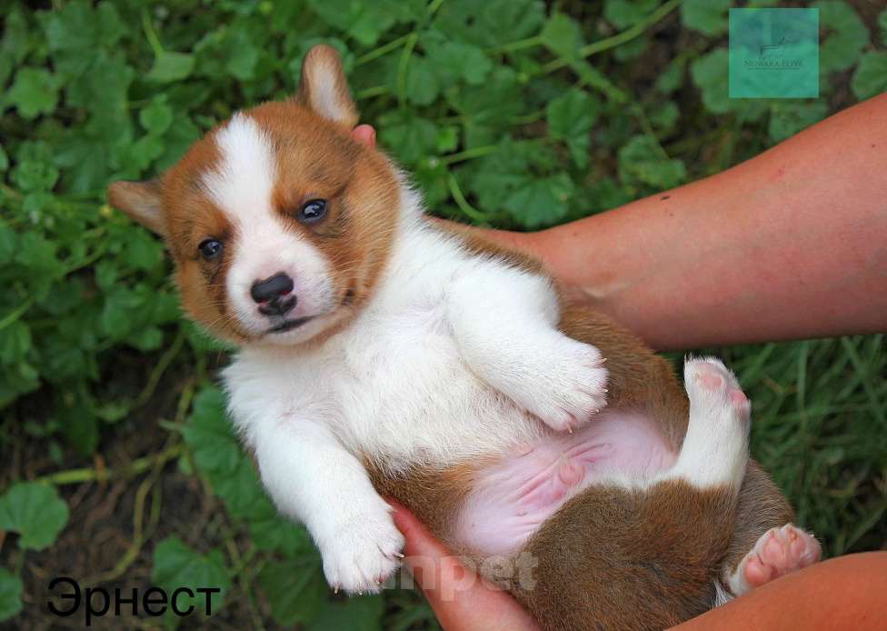Собаки в Воронеже: Вельш корги кардинан Мальчик, 80 000 руб. - фото 2