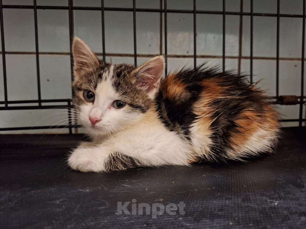 Кошки в Москве: Котёнок Майя в добрые руки  Девочка, Бесплатно - фото 2