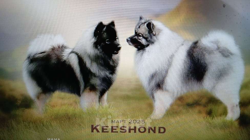 Собаки в Нижнем Новгороде: Щенок кеесхонда Мальчик, 50 000 руб. - фото 1