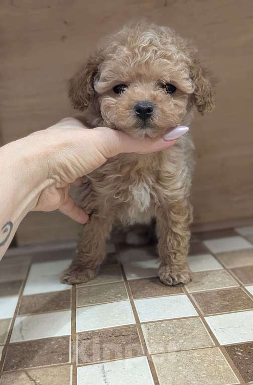 Собаки в Москве: Мальтипу мини Мальчик, 90 000 руб. - фото 4