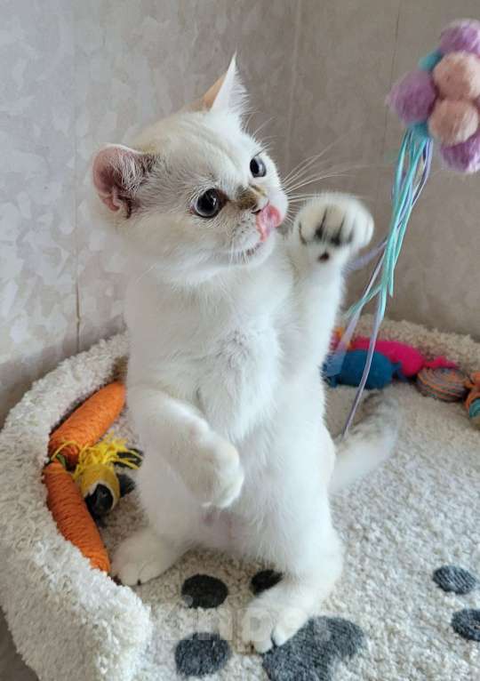 Кошки в Москве: Markiz MilkaMax  Мальчик, 30 000 руб. - фото 2