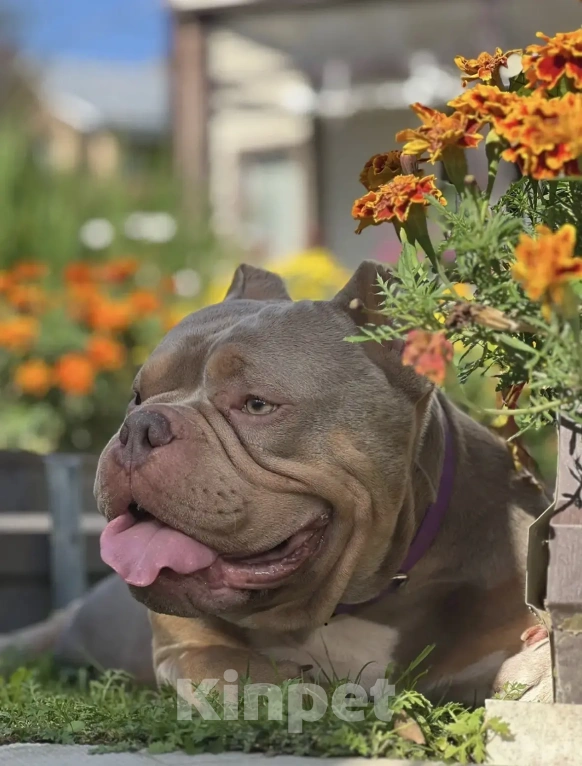 Собаки в Москве: Лиловые Щенки Американского Булли Девочка, 120 000 руб. - фото 6
