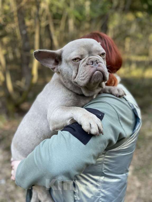 Собаки в других городах Московской области: Вязка французский бульдог Мальчик, Бесплатно - фото 2