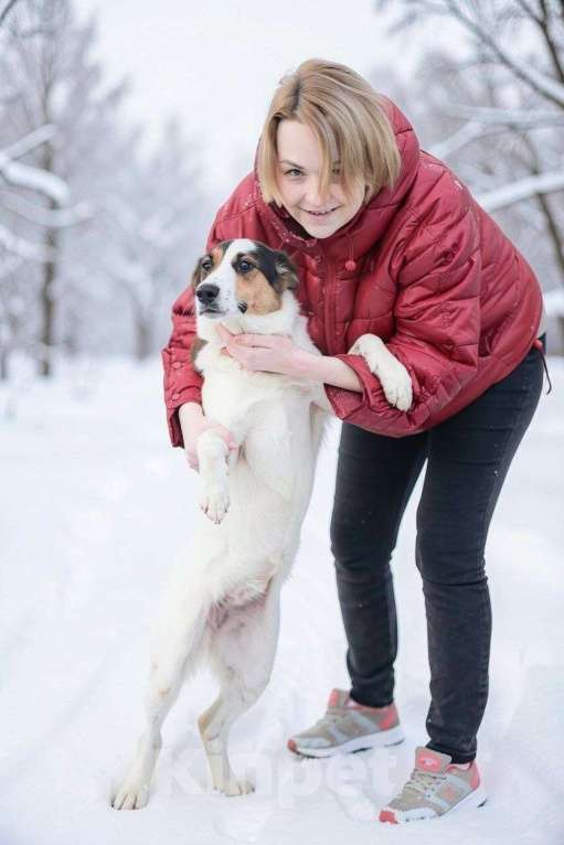 Собаки в Видном: Мафи, собачка ищет дом Девочка, Бесплатно - фото 5