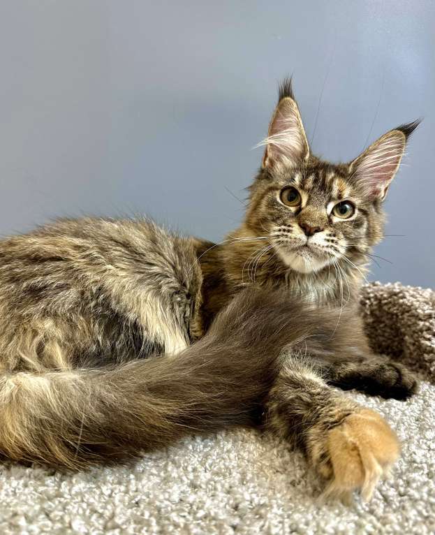 Кошки в Дедовске: Очаровашка-тигровая черепашка Девочка, 35 000 руб. - фото 5