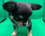 Собаки в Москве: Щенок чихуахуа, мальчик, длиношерстный.  Мальчик, 70 000 руб. - фото 6