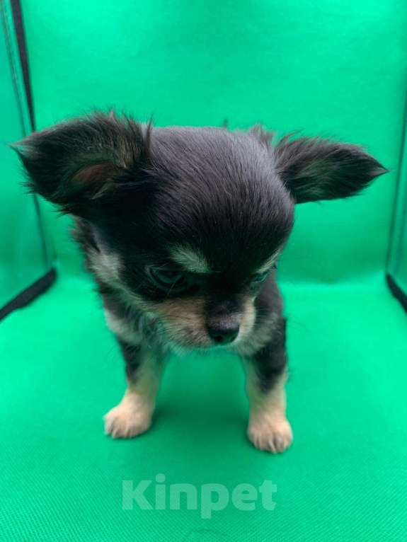 Собаки в Москве: Щенок чихуахуа, мальчик, длиношерстный.  Мальчик, 70 000 руб. - фото 6