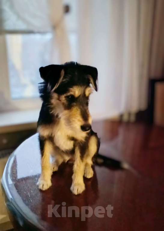 Собаки в Новокузнецке: Маша Фокстерьер охотничий ряд ищет дом ???? Девочка, Бесплатно - фото 7