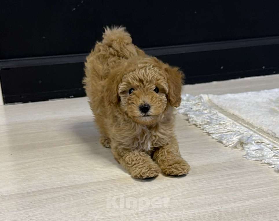 Собаки в Сургуте: Щенок породы мальтипу девочка Девочка, 80 000 руб. - фото 1