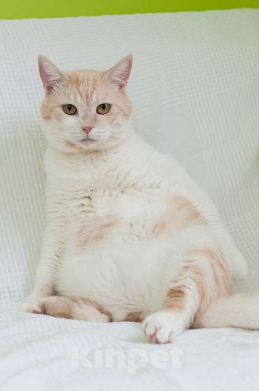 Кошки в Москве: Кот кремового окраса Яша в добрые руки Мальчик, 1 руб. - фото 6