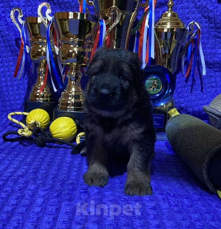 Собаки в Петрозаводске: Щенки немецкой овчарки от титулованных производителей. Разнополые, 80 000 руб. - фото 4