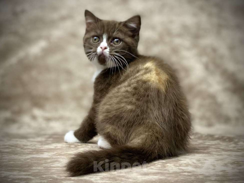 Кошки в Люберцах: Британский котенок Девочка, 70 000 руб. - фото 1