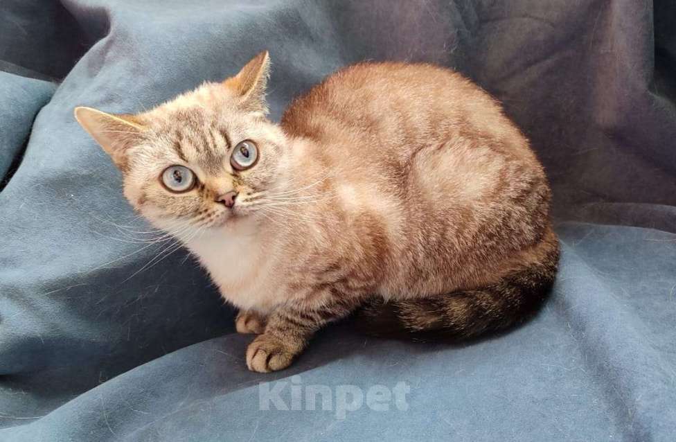 Кошки в Москве: Британские и шотландские коты и кошки  Девочка, 15 000 руб. - фото 1