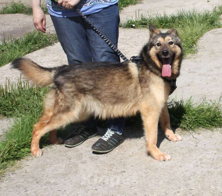 Собаки в Москве: Дружелюбный, доверчивый Тимоша в поисках своей семьи и дома Мальчик, Бесплатно - фото 8