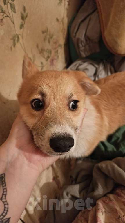 Собаки в других городах Московской области: К вашему вниманию продаётся замечательный щенок велыш-пемброк корги , мальчик 4 месяца  Мальчик, 30 000 руб. - фото 2