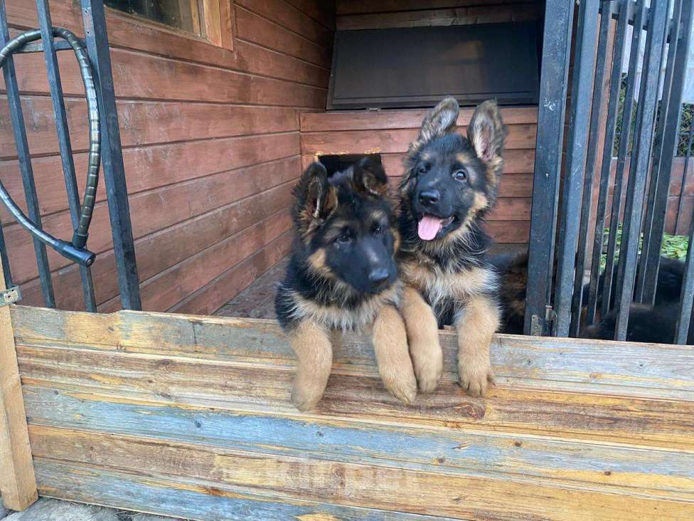 Собаки в Долгопрудном: Щенки немецкой овчарки Девочка, 35 000 руб. - фото 4